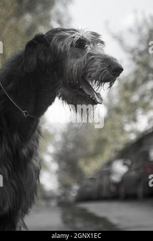 El irlandés Wolfound es una raza de perros de caza. Uno de los perros más  grandes del mundo. Los lobos irlandeses fueron utilizados para pickling caza  de caza grande - wolve Fotografía