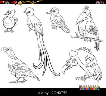 dibujos animados pájaros animales personajes establecer para colorear la  página del libro Imagen Vector de stock - Alamy