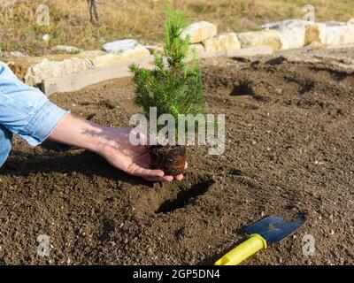 Las plantas de la mano en el agujero las plantas un árbol de abeto plántulas adentro el suelo