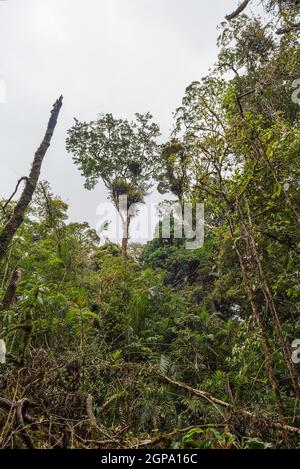 Exuberante selva tropical en las tierras altas de Monteverde, Costa Rica Foto de stock