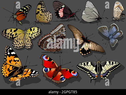 Conjunto de mariposas de colores brillantes