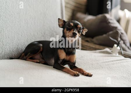 Pinscher perro miniatura se encuentra en el sofá Foto de stock