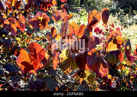 Cercis canadensis «Forest Pansy» Este bosque de cogollos Pansy – ricas hojas rojas brillantes y mate, septiembre, Inglaterra, Reino Unido Foto de stock
