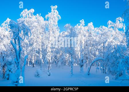 Árboles cargados de nieve y cielos azules en los bosques de Laponia finlandesa Foto de stock