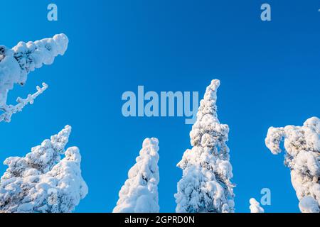 Árboles cargados de nieve y cielos azules en los bosques de Laponia finlandesa Foto de stock