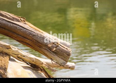Mosquero manchado que despegar de una rama en un lago. Vuelo de aves. Foto de stock