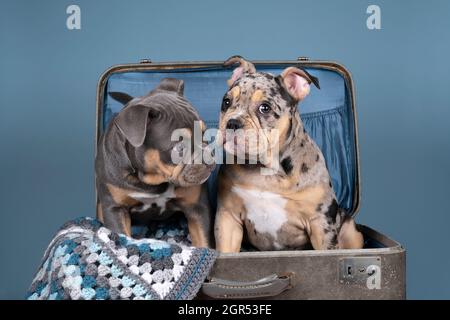 Un retrato de dos cachorros de bulldog ingleses antiguos en una maleta con un cuadros sobre fondo azul