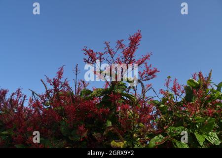 Flor de la respike arbusto y cielo azul como fondo
