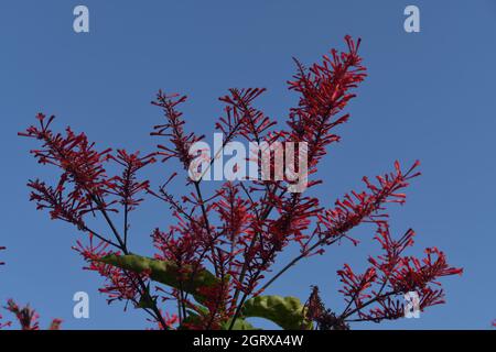 Flor de la respike arbusto y cielo azul como fondo