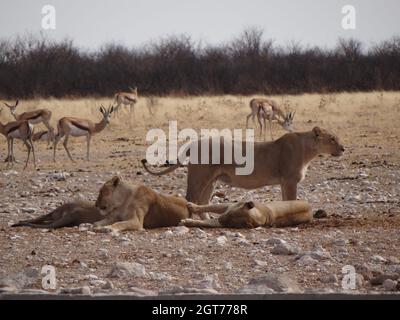 Foto de un grupo de Leones descansando en un pozo de agua en Namibia