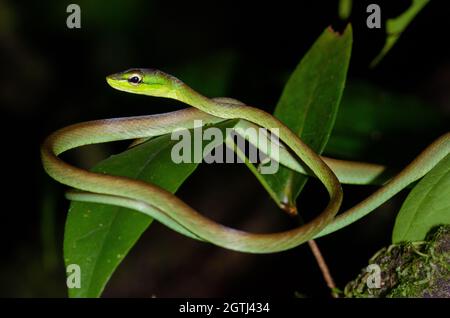Serpiente de Viña de Cope - Oxybelis brevirostris en la selva tropical