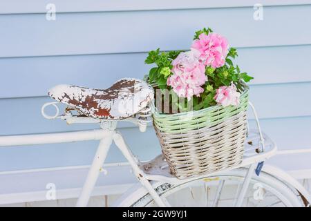 Cesta con flores en el tronco de una bicicleta antigua. Decoración de jardín en estilo provenzal