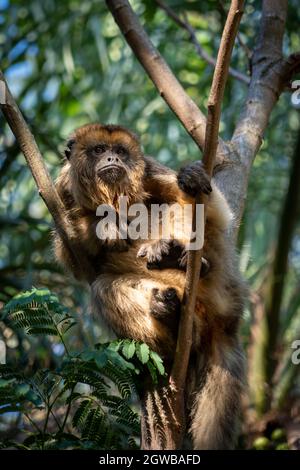 Monkey sentado en el árbol