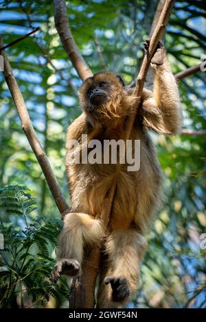 Mono Carayá, nativo de Sudamérica. En el Estado Salvaje y Natural