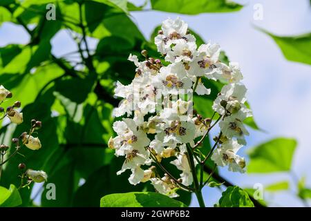 Flores blancas de Catalpa Bignonioides Planta conocida como Catalpa del Sur, cigarro o árbol de habas indias