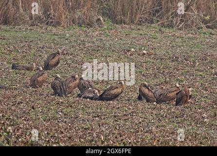 Himalayan Griffon (Gyps himalayensis) grupo de inmatures que se loafing después de alimentar a Kaziranga NP, Assam, India Enero Foto de stock