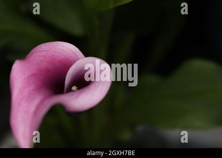 hermosa cala púrpura flor increíble color verde natural Fotografía de stock  - Alamy