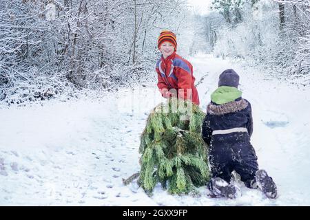 Dos niños están tirando de un viejo árbol de Navidad para knut de los bosques en la nieve a casa para decorar la casa para la noche de Navidad a lo largo de un camino nevado. Preparando f Foto de stock