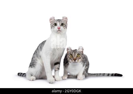 Dos gatos americanos adultos Curl Shorthair, sentados y acostados uno al lado del otro. Mirando hacia delante lejos de la cámara. Aislado sobre fondo blanco. Foto de stock