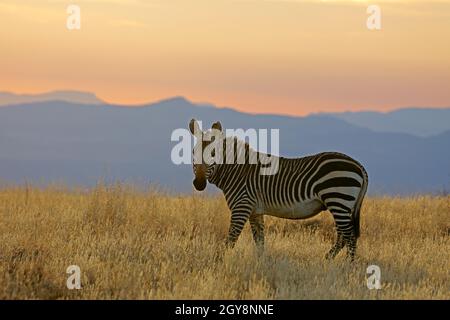 Cebra de la montaña del Cabo (Equus zebra) a la luz de la mañana, Parque Nacional de la Montaña Zebra, Sudáfrica Foto de stock