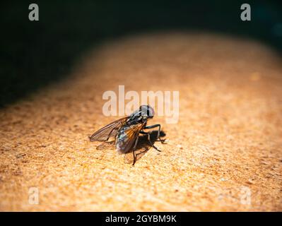 Una mosca negra se sienta sobre una mesa de madera. Foto macro. Insecto mosca. Patas de insecto. Imagen de fondo. Colocar para texto. Sombra. Foto de stock