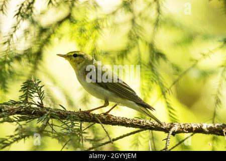 El warbler de madera, Phylloscopus sibilatrix como ave migrante de verano, posado en un bosque boreal estonio. Foto de stock