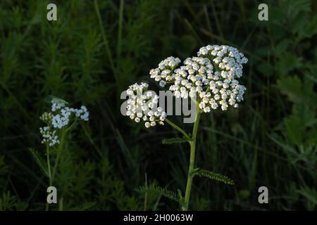 Flor blanca en flor Achillea millefolium en un prado seco en Estonia, norte de Europa. Foto de stock