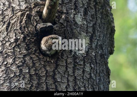 Pequeño búho pigmeo eurasiático, Glaucidium passerinum en la puerta de su nido en un gran árbol de Aspen. Foto de stock
