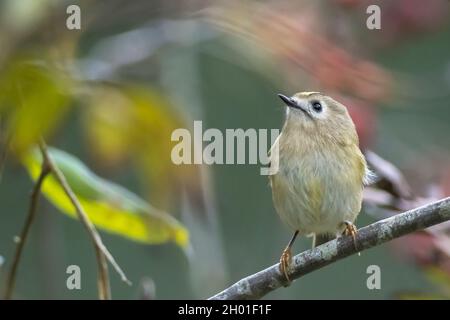 Pájaro Goldcrest, Regulus regulus, forrajeo a través de ramas de árboles y arbustos Foto de stock