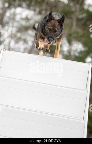 que significa trabajar un perro