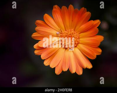 Flor de caléndula naranja, vista superior. Una pequeña araña en una flor  Fotografía de stock - Alamy