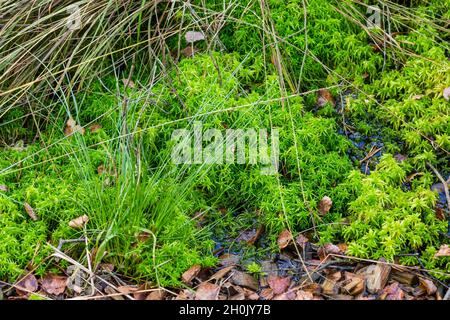 Sphagnum musgo Peat musgo en el bosque. Cerca de musgo de Peat. Textura,  fondo. El musgo Sphagnum verde crece en la corteza de un árbol viejo en el  dorso borroso Fotografía de