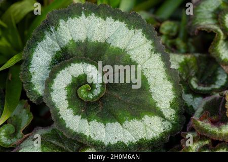 Begonia escargot fotografías e imágenes de alta resolución - Alamy