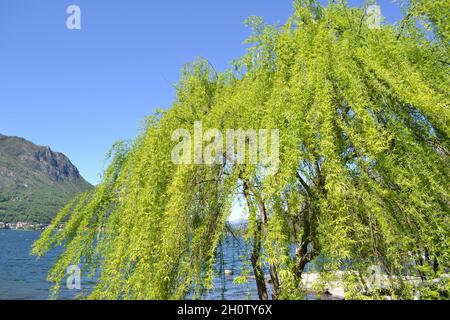 Hermoso paisaje de un verde brillante que llora la copa de sauce doblado por el viento en el lago en el día soleado de la primavera. Foto de stock