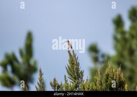 Mosquero manchado en una rama. Pájaro pequeño Foto de stock
