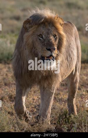 Un león macho, Panthera leo, patrullando. Ndutu, Área de Conservación de Ngorongoro, Tanzania.