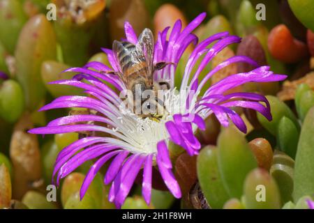 Trabajador de abejas melíferas (Apis mellifera) que nectan de una flor de Dewplant Púrpura (Disphyma crassifolium) en un acantilado costero, Lizard Point, Cornwall, Reino Unido.