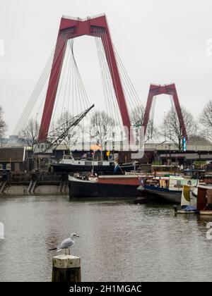 Vea a través del puerto antiguo hasta el puente Willems Bridge con Seagull en primer plano Foto de stock