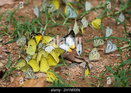 Mariposa salvaje en el Parque Nacional Kaeng krachan al oeste de la ciudad de Phetchaburi o Phetburi en la provincia de Phetchaburi en Tailandia. Tailandia, Phet