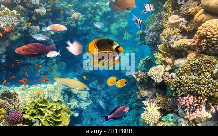 Peces mariposa en el entorno natural. Peces de colores bajo el agua en el arrecife de coral en el Mar Rojo. Agua azul en el Parque Nacional Ras Muhammad en Sinaí, EGY