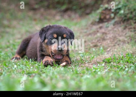 Perro perrito Rottweiler tumbado, en el jardín. Espacio de copia. Foto de stock