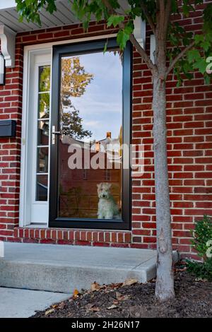 El perro mascota de Terrier está esperando y mirando a través de la ventana de la puerta principal para que su dueño regrese a casa. Foto de stock