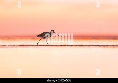 Godowit de mármol caminando por la playa con tonos cálidos de rosa, magenta, naranja y amarillo en el cielo Hilton Head, Carolina del Sur, Estados Unidos