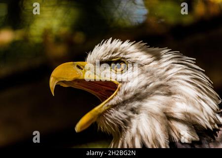 Águila gritando con boca abierta cerca Fotografía de stock - Alamy