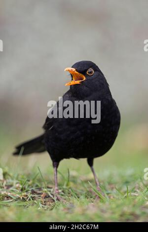 Blackbird común ( Turdus merula ), hombre negro, sentado en el suelo, cantando, cortando, pico abierto, pico, Vista frontal, vida salvaje, Europa.