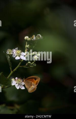 Un prado marrón (Maniola jurtina) en una flor de moras