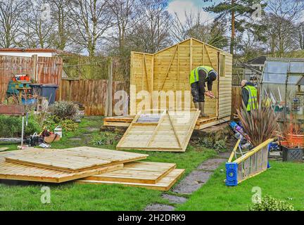 Trabajadores de Solid Sheds Ltd erigiendo un cobertizo de madera en un jardín doméstico, Stoke on Trent, Staffordshire, Inglaterra, Reino Unido. Foto número 2 en una serie de 8 Foto de stock