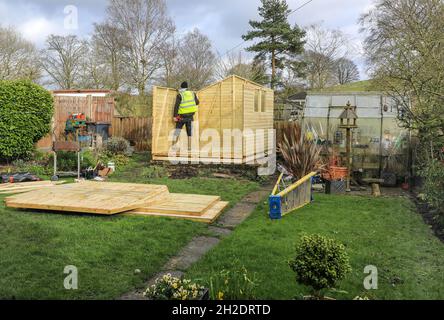 Trabajadores de Solid Sheds Ltd erigiendo un cobertizo de madera en un jardín doméstico, Stoke on Trent, Staffordshire, Inglaterra, Reino Unido. Foto número 4 en una serie de 8 Foto de stock