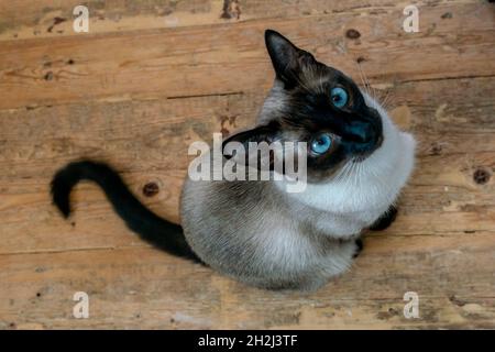 Gatito siamés con ojos azules mirando hacia arriba mientras está sentado en el suelo de madera. Disparo de ángulo alto Foto de stock