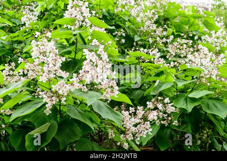 Grandes ramas con flores blancas decorativas y hojas verdes de la planta Catalpa bignonioides comúnmente conocida como catalpa meridional, cigarre o ser indio